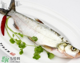 白條魚(yú)能長(zhǎng)多大？白條魚(yú)可以長(zhǎng)多大？