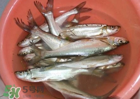 翹殼是什么魚(yú)？翹殼魚(yú)多少錢(qián)一斤2017？