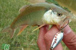 馬口魚怎么吃？馬口魚怎么做好吃？