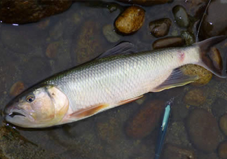 馬口魚(yú)多少錢(qián)一斤2017？野生馬口魚(yú)多少錢(qián)一斤？