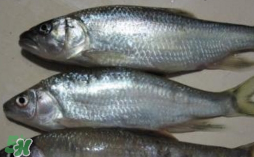 馬口魚(yú)喜歡吃什么？馬口魚(yú)一般生長(zhǎng)在什么地方