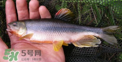 馬口魚能長多大？馬口魚最大能長多長？