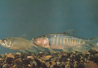 馬口魚(yú)是海魚(yú)嗎？馬口魚(yú)是什么魚(yú)