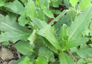 刺兒菜是蒲公英嗎？刺兒菜和蒲公英的區(qū)別