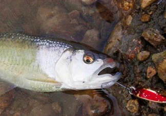釣馬口魚(yú)用什么餌料？釣馬口魚(yú)用什么打窩？