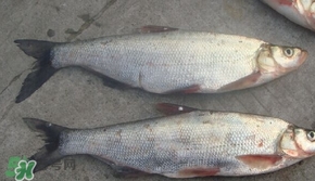 翹嘴魚是什么魚？翹嘴魚是淡水魚嗎
