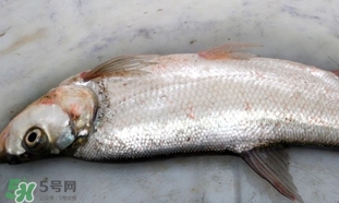 翹嘴魚是什么魚？翹嘴魚是淡水魚嗎
