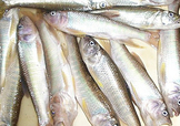 馬口魚(yú)怎么吃？馬口魚(yú)怎么做好吃？