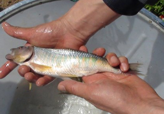 馬口魚喜歡吃什么？馬口魚一般生長在什么地方