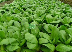 7月份種什么蔬菜？七月份適合種植哪些蔬菜？