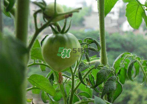 7月份種什么蔬菜？七月份適合種植哪些蔬菜？