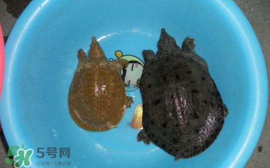 如何區(qū)分野生甲魚？野生甲魚辨識圖片