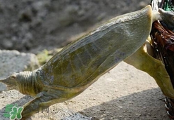 如何區(qū)分野生甲魚？野生甲魚辨識圖片