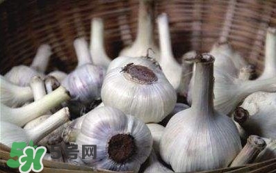 新蒜頭怎么保存不發(fā)芽？新蒜頭怎么存放