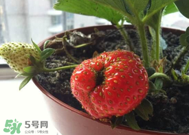 6月份可以種草莓嗎？草莓6月份可以種植嗎？
