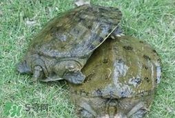 野生甲魚怎么養(yǎng)？野生甲魚如何養(yǎng)