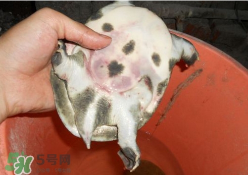 如何區(qū)分野生甲魚？野生甲魚辨識圖片