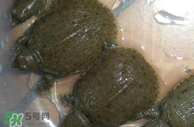 野生甲魚苗多少錢一只2017？野生甲魚苗價(jià)格