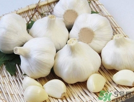 新蒜頭什么時(shí)候上市？新蒜頭幾月份上市