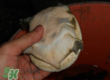 如何區(qū)分野生甲魚？野生甲魚辨識圖片