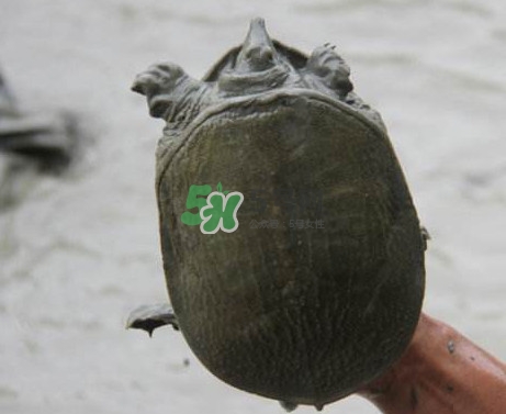 甲魚不能和什么一起吃？甲魚不能跟什么食物一起吃