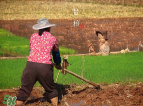 芒種種什么？芒種種什么疏菜？