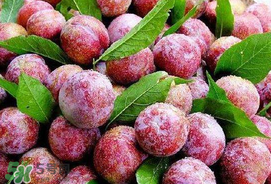 芒種吃什么水果？芒種吃什么水果好？