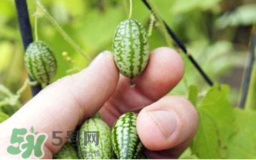 迷你西瓜種子哪兒有賣？迷你西瓜種子哪里可以買