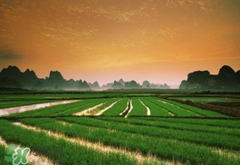 2017年芒種會下雨嗎？2017年芒種雨好嗎？