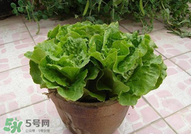 六月份可以種生菜嗎？夏天可以種生菜嗎？