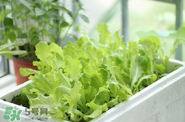 六月份可以種生菜嗎？夏天可以種生菜嗎？