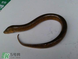 黃鱔可以帶上火車(chē)嗎？黃鱔能過(guò)安檢嗎？