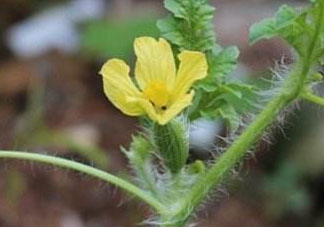 6月份可以種西瓜嗎？六月份還能種西瓜嗎？