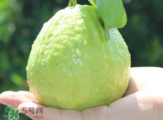 番石榴什么時(shí)候吃最好？番石榴什么季節(jié)吃最好
