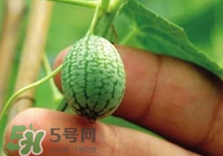 迷你拇指西瓜怎么種？迷你西瓜種植方法