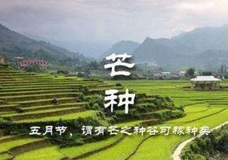 芒種種什么？芒種種什么疏菜？