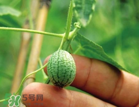 迷你西瓜是轉(zhuǎn)基因水果嗎？迷你西瓜是不是轉(zhuǎn)基因？
