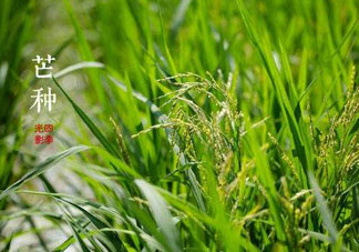 2017年芒種會下雨嗎？2017年芒種雨好嗎？