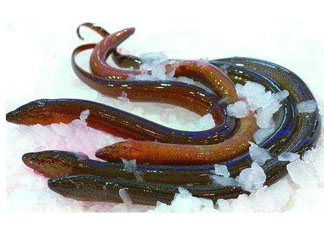 鱔魚死了多久不能吃？剛死的鱔魚能吃嗎？