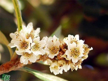 枇杷花怎么煲湯？枇杷花煲湯搭配什么最佳？