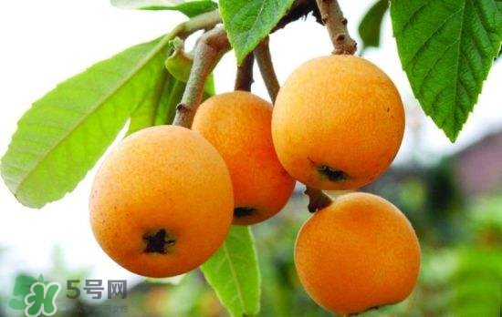孕婦能吃枇杷嗎？孕婦吃枇杷對胎兒好嗎？