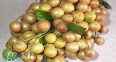 如何種植黃皮果？黃皮果怎么種植？