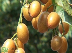 雞心黃皮幾年才掛果？雞心黃皮如何種植管理