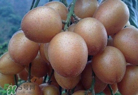 黃皮果怎么保存？黃皮果如何保存