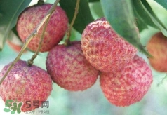 荔枝吃多了會怎么樣？荔枝上火怎么辦？