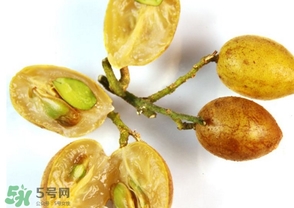 黃皮能放冰箱嗎？黃皮可以放冰箱保鮮幾天？