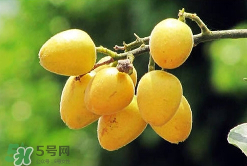 雞心黃皮幾年才掛果？雞心黃皮如何種植管理