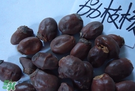 荔枝核怎么吃？荔枝核的功效與作用