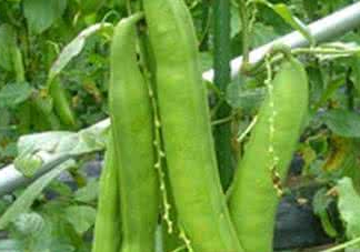 刀豆什么時(shí)候播種？刀豆幾月份播種