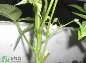 刀豆什么時候播種？刀豆幾月份播種